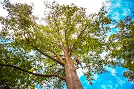 Best Root Management and Removal  in Byram, CT