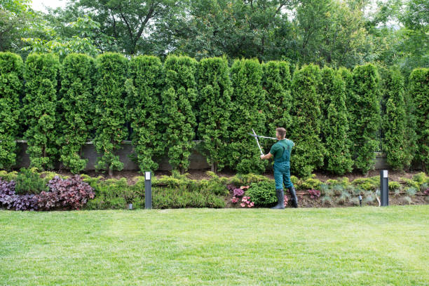 Best Lawn Irrigation Installation and Maintenance  in Byram, CT