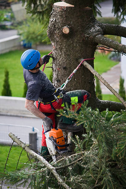 Best Firewood Processing and Delivery  in Byram, CT